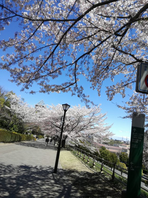 4月13日ヨガと桜 南大沢でご一緒に楽しみませんか Kako Yoga